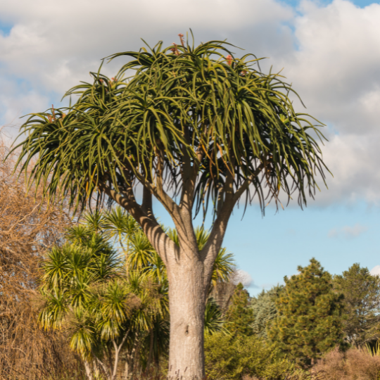 Aloidendron barberae (Tree Aloe)