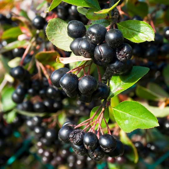 Aronia melanocarpa (Aronia berry)