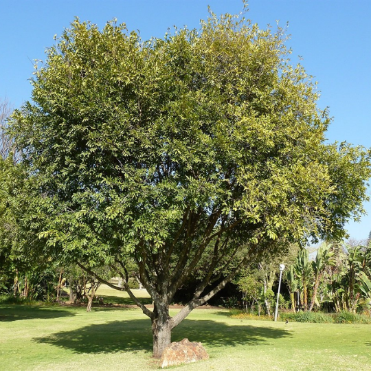 Berchemia zeyheri, Red ivorywood