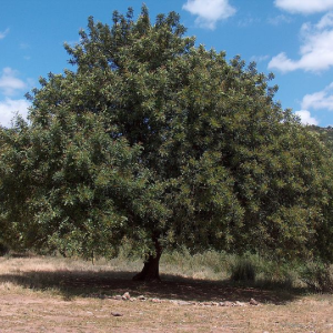 Ceratonia siliqua - Carob Karob