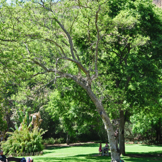 Combretum erythrophyllum - River bushwillow Riviervaderlandswilg