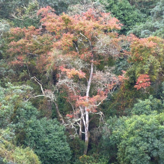 Combretum kraussii - Forest bushwillow Bosvaderlandswilg