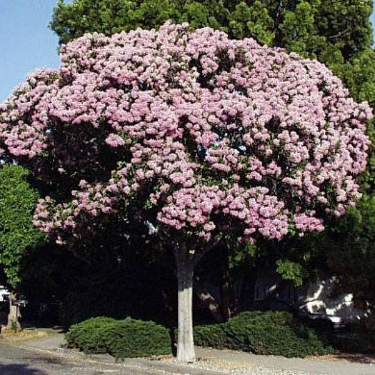 Dais cotinifolia - Pompon tree Kannabas