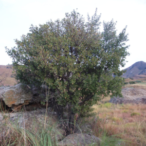 Diospyros lycioides - Bluebush