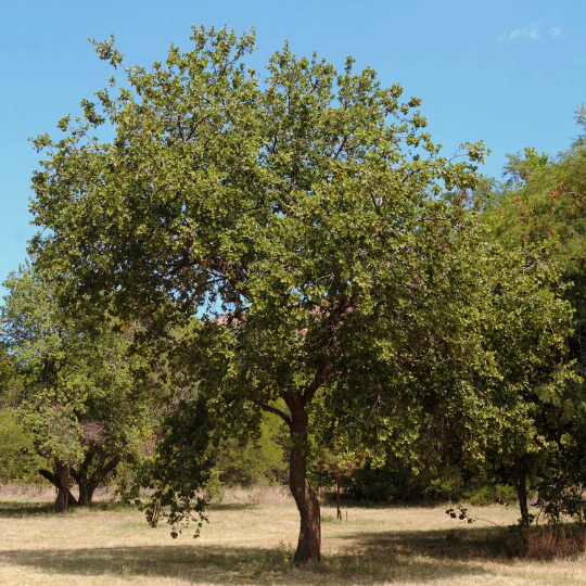Dombeya rotundifolia - Wild pear