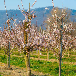 Dovyalis zeyheri - Wild apricot