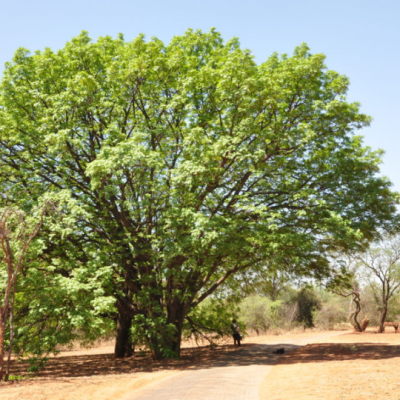 Ekebergia capensis (Cape ash) – Nectasource