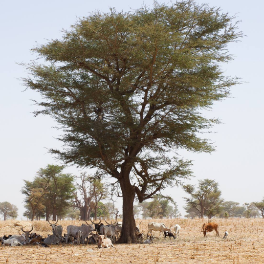 Faidherbia albida - Ana tree