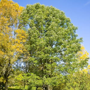 Fraxinus americana - American ash