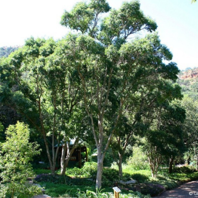 Heteropyxis natalensis (Lavender tree) – Nectasource