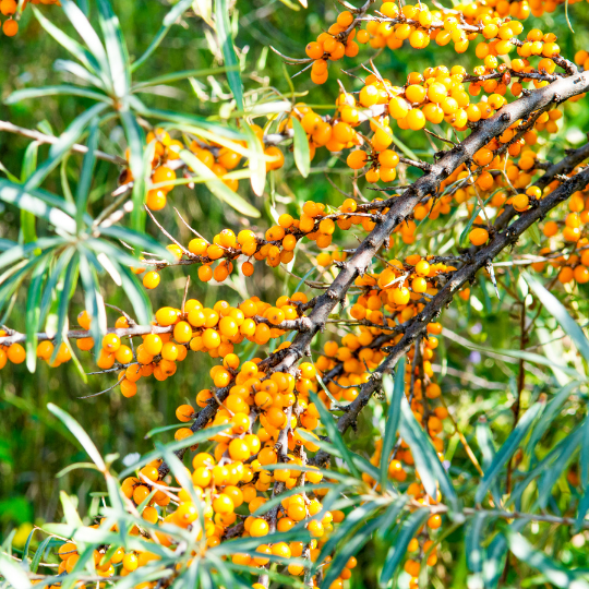 Hippophae (Sea buckthorn)