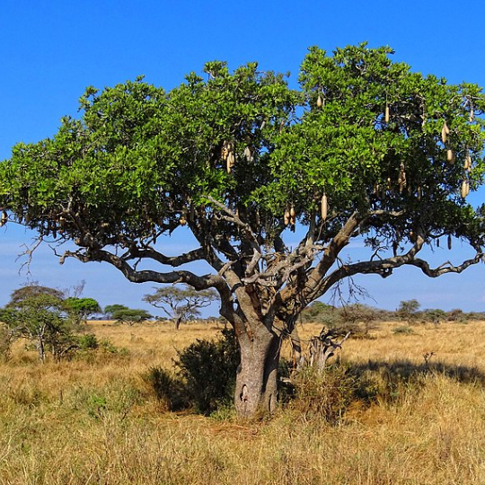 Kigelia africana - Sausage tree Worsboom
