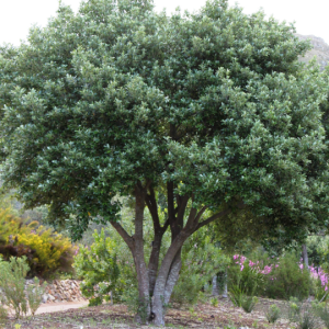 Kiggelaria africana - Wild peach Wildeperske