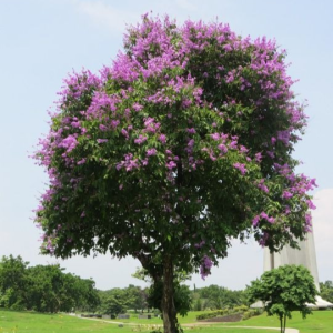 Lagerstroemia speciosa - Pride of India