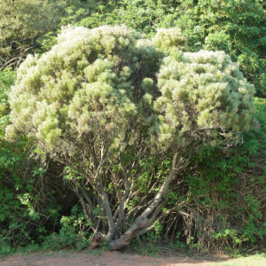 Loxostylis alata - Tarwood / Tierhout / Wild pepper tree