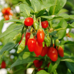 Lycium barbarum (Goji berry / Wolfberry)