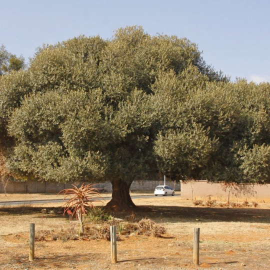 Olea africana - Wild olive Olienhout