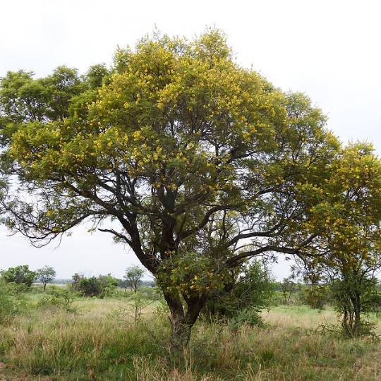 Peltophorum africanum - African wattle