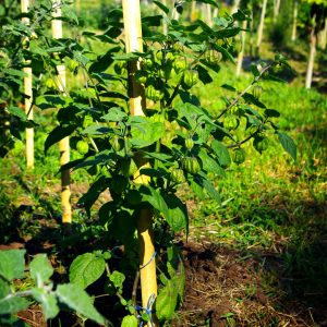 Physalis peruviana (Gooseberry Cape)