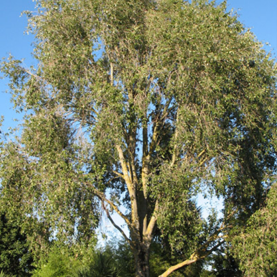 Populus simonii - Chinese poplar / Chinese populier / Chinese cottonwood / Thin poplar