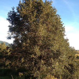 Quercus rugosa - Netleaf oak