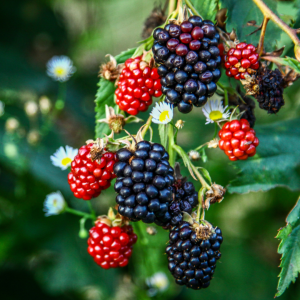 Rubus (Blackberry)