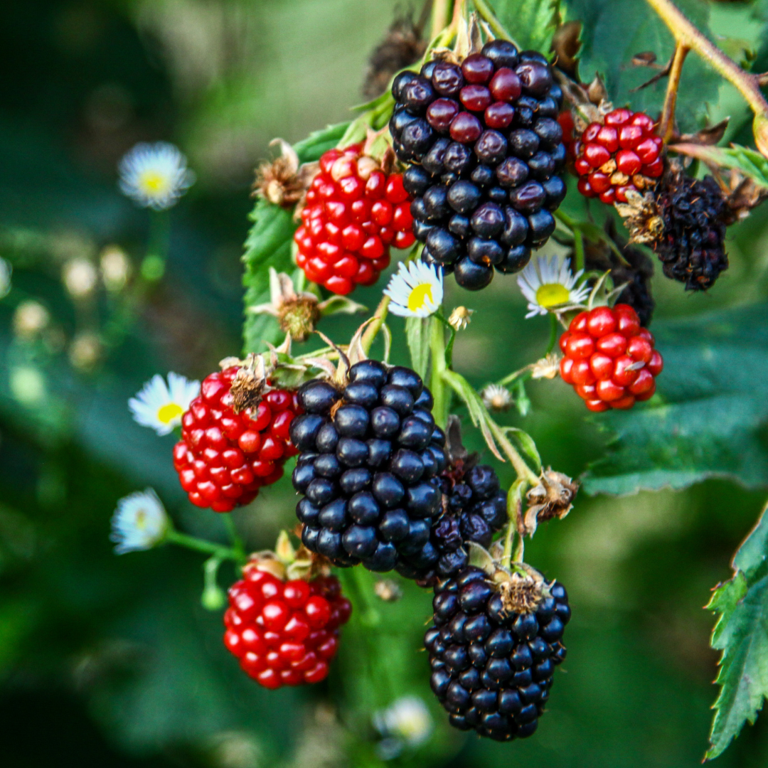 Rubus (Blackberry) – Nectasource