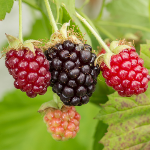 Rubus fruticosus idaeus (Tayberry)