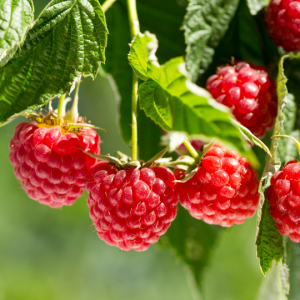 Rubus idaeus (Raspberry Red)