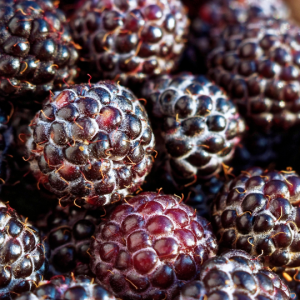 Rubus occidentalis (Raspberry Black)