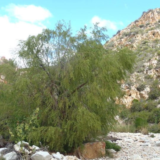 Salix mucronata - Cape willow