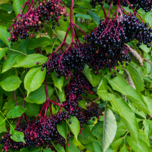 Sambucus nigra (Elderberry)