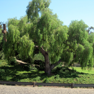 Schinus molle - Pepper tree