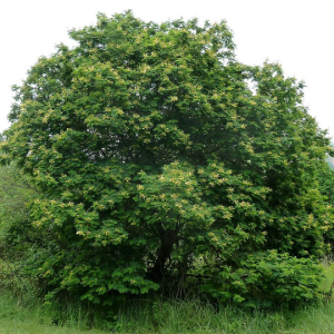Senegalia ataxacantha - Flame thorn