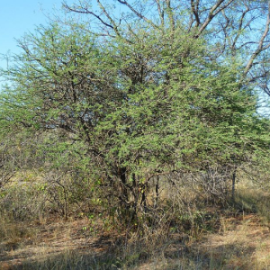 Senegalia mellifera - Black thorn