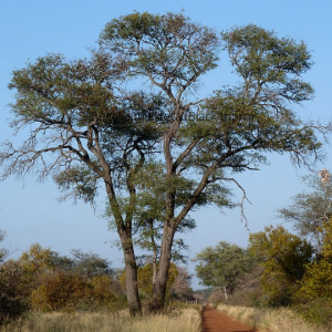 Senegalia nigrescens - Knob thorn