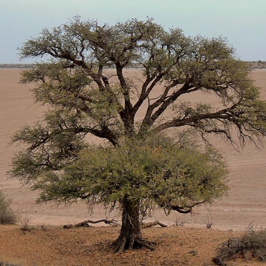 Vachellia erioloba - Camel thorn