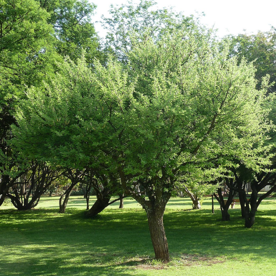 Vachellia hebeclada - Candle pod acacia