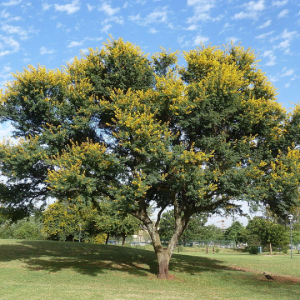 Vachellia karroo - Sweet thorn