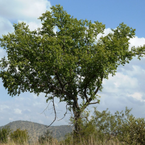 Ziziphus mucronata - Buffalo thorn