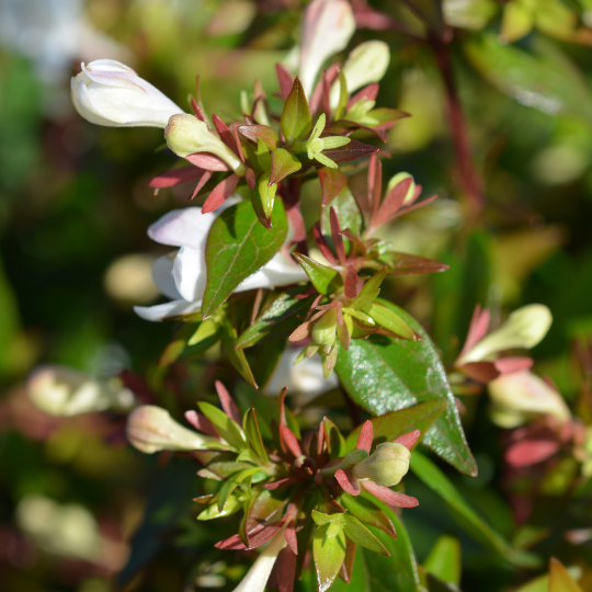 Abelia grandiflora (Glossy Abelia)