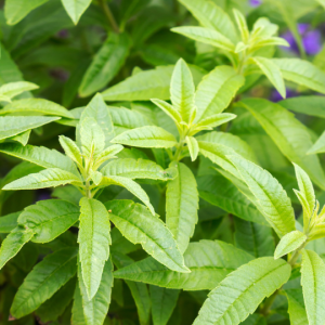 Aloysia triphylla (Lemon verbena)