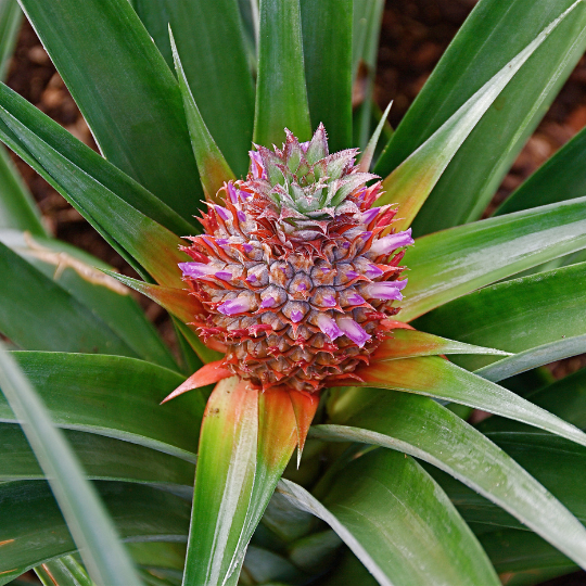 Ananas comosus (Pineapple shrub)