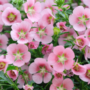 Anisodontea julii (Pink mallow)