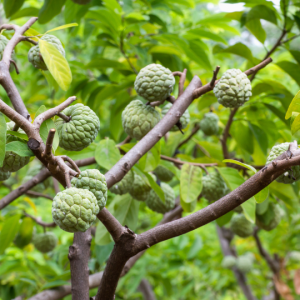 Annona Squamosa (Custard Apple / Sweetsop / Sugar Apple)
