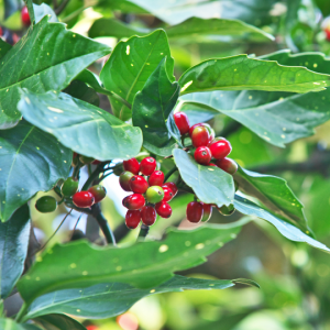 Aucuba japonica 'Crotonifolia' (Japanese laurel)