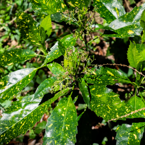 Aucuba japonica ‘Goldeyana’ (Spotted laurel)