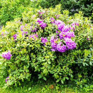 Azalea bush (Rhododendron)