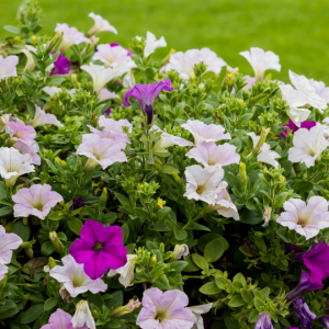 Barleria greenii (Wild bush petunia)