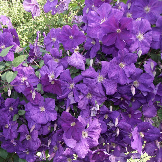 Barleria obtusa (Bush violet)